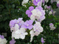Yesterday Today and Tomorrow Bush - Live Plant in a 10 Inch Growers Pot - Brunfelsia Pauciflora &