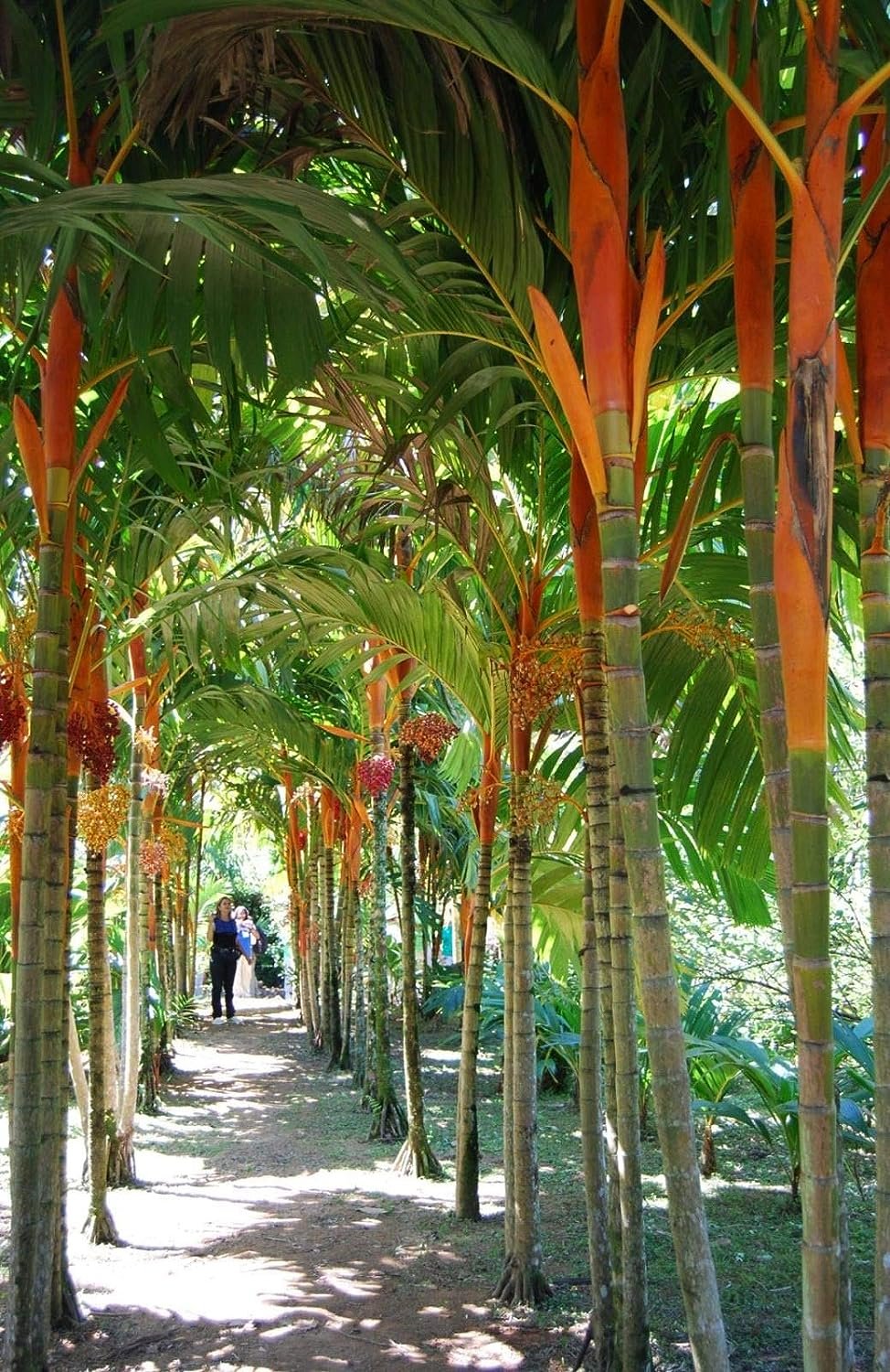areca palm planting zone Wekiva Foliage Orange Crownshaft Palm Tree-Live Plant in a 10 in. Pot-Areca Vestiaria-Extremely Rare Ornamental Palms