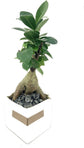 Bonsai Metal Stripe Planter - Live Plants in 3 Inch Decorative Pots - Plant Variety is Grower&