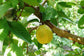 Barbie Pink Guava Tree - Live Starter Plants in 2 Inch Grower&