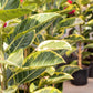 Yellow Gem Ficus Bush - Live Plant in a 10 Inch Pot - Ficus Elastica &