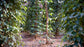 Black Pepper Plant - Live Tree in a 3 Gallon Pot with Trellis - Piper Nigrum - Edible Spice Plant for Gardens
