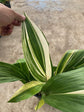 Variegated Cast Iron Plant - Live Plant in a 10 Inch Pot - Aspidistra Elatior - Beautiful Florist Quality Indoor or Outdoor Plant
