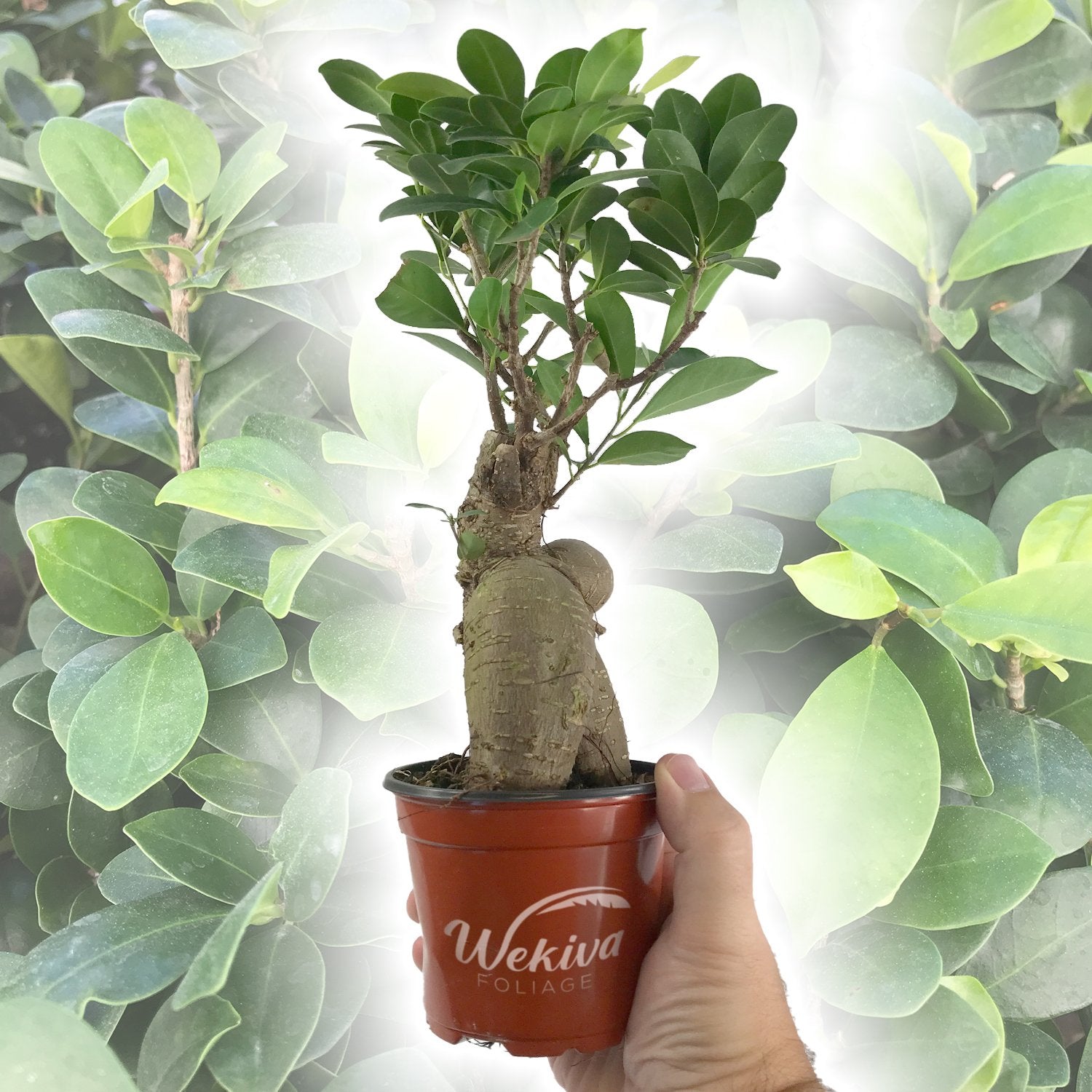 bonsai tree live plant Wekiva Foliage Ginseng Ficus Tree-Live Plant in a 4 Inch Pot-Ficus Microcarpa-Beautiful Ornamental Bonsai Interior Tree