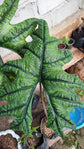 Alocasia - 4 Live Starter Plants in 2 Inch Pots - Alocasia - Florist Quality Air Purifying Indoor Plant - Nature&