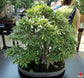 Ficus Tree - Live Starter Plants in 2 Inch Pots - Stunning Easy Care Interior Houseplant