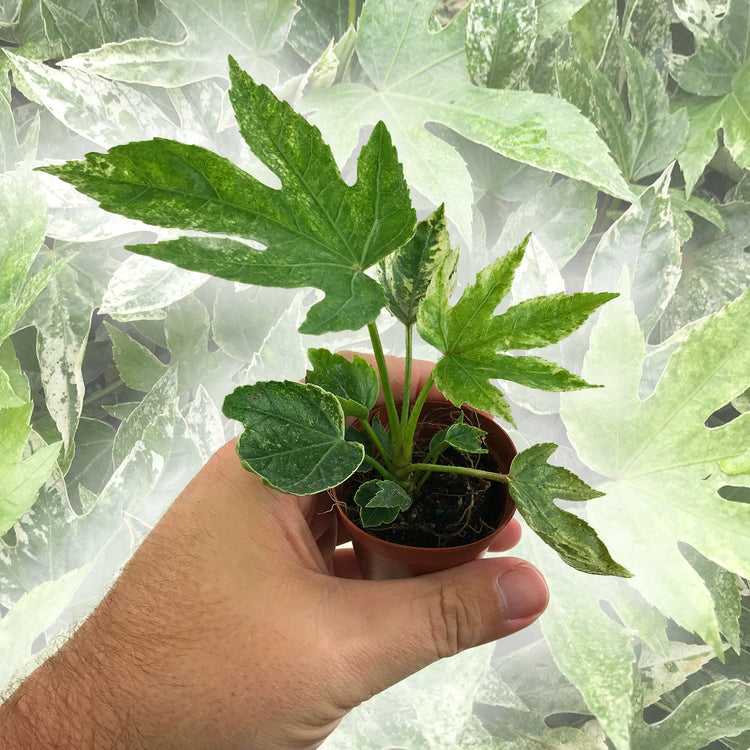 spider aralia plant Spider Web Aralia - Live Plants in 2 Inch Pots - Fatsia Japonica