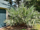 Silver Saw Palmetto - Live Starter Plants in 2 Inch Pots - Serenoa Repens ‘Silver’ - Native Ornamental Palms from Florida
