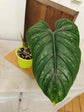 Philodendron - Live Starter Plant - Rare and Elegant Indoor Houseplant