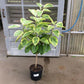 Yellow Gem Ficus Bush - Live Plant in a 10 Inch Pot - Ficus Elastica &