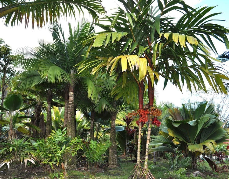 red areca palm Maroon Crownshaft Palm Tree - Live Plant in a 3 Gallon Grower's Pot