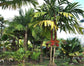 Maroon Crownshaft Palm Tree - Live Plant in a 3 Gallon Grower&