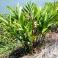 Thai Ginger - 60 Live Starter Plants - Alpinia Greater Galangal - Grow Your Own Vegetables and Fruit in The Garden or Patio