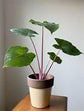 Alocasia - 4 Live Starter Plants in 2 Inch Pots - Alocasia - Florist Quality Air Purifying Indoor Plant - Nature&