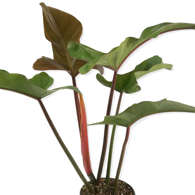 florida bronze philodendron Enchanting Florida Bronze Philodendron