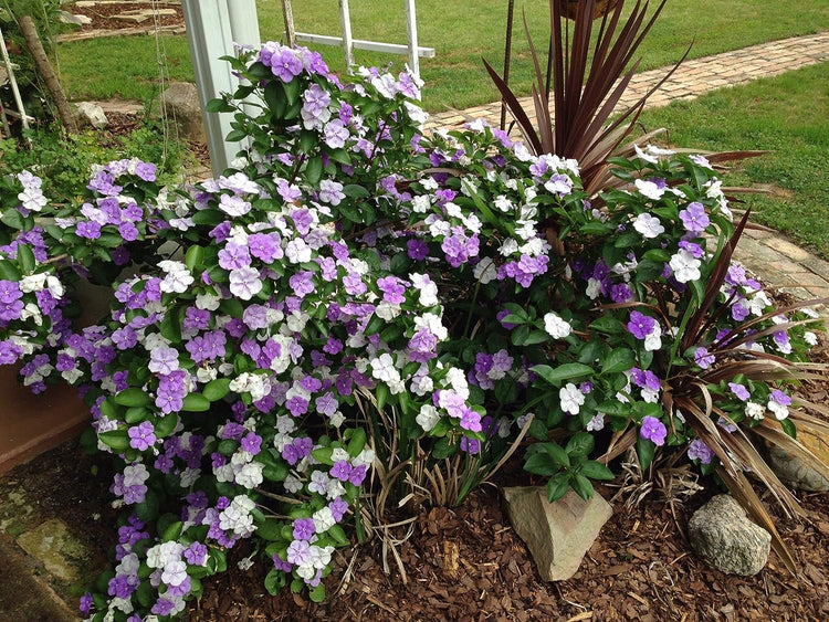 yesterday today tomorrow plant in pots Yesterday Today and Tomorrow Bush