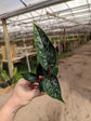 Purple Sword Homalomena - Live Plant in a 6 Inch Nursery Pot - Apoballis Acuminatissima &
