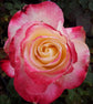 Double Delight Rose Bush - Live Starter Plants in 4 Inch Pots - Beautifully Fragrant Rose from Florida - Stunning Hybrid Tea Rose Cultivar - Add Color and Fragrance to Any Garden