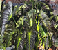 Colocasia Elephant Ear Plant - 4 Live Starter Plants - Colocasia Esculenta - Beautiful Large Leaf Foliage Starter Multipack