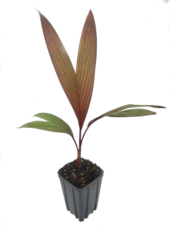 Maroon Crownshaft Palm Tree - Live Plant in a 4 Inch Pot - Areca Vestiaria - Extremely Rare Ornamental Palms from Florida