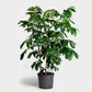 Natal Mahogany - Live Plant in an 10 Inch Growers Pot -Trichilia Dregeana - Low Light Interior Houseplant
