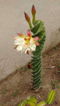 Spiral Cactus - Live Plant in a 6 Inch Pot - Cereus Forbesii - Beautiful Indoor Outdoor Cacti Succulent Houseplant