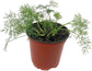 Dill Plant - Live Plants in 4 inch Pot - Indoor Outdoor Edible Herbs for Kitchen Garden