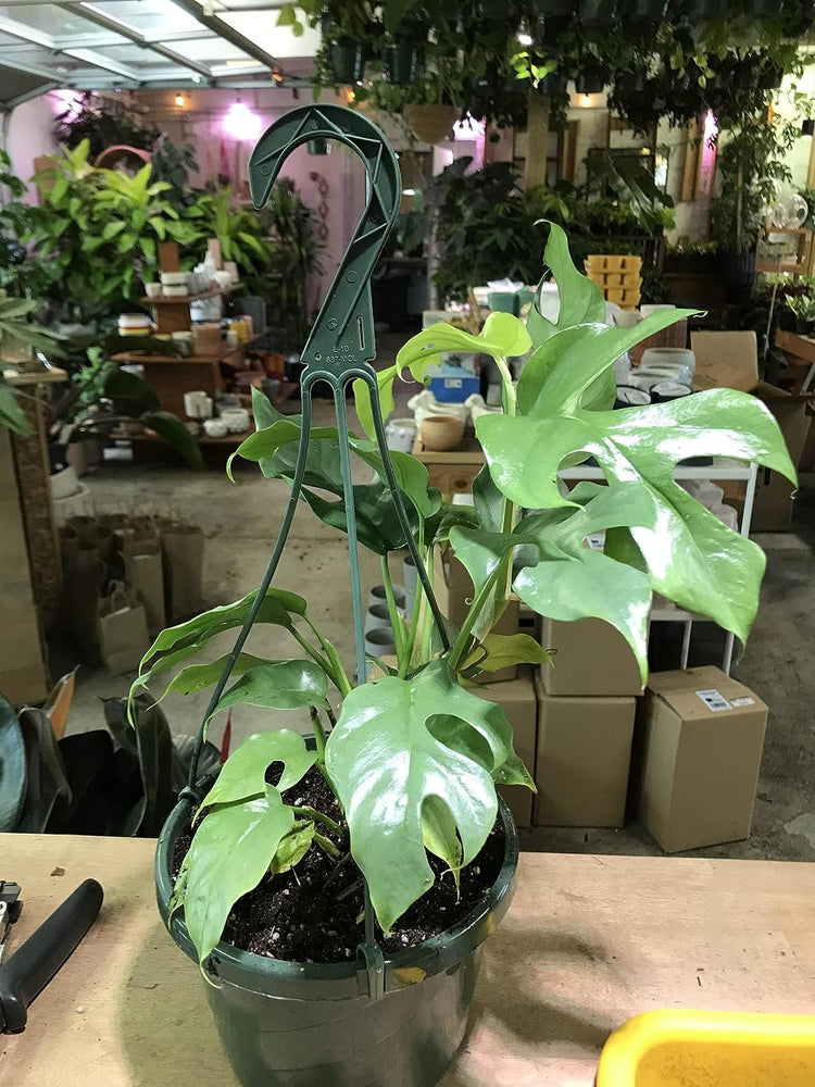 ginny philodendron care Monstera Ginny Hanging Basket - Live Plant in a 6 Inch Hanging Pot