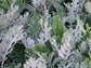 Silver Dusty Miller Plant - Live Plants in 4 inch Pots - Beautiful Flowering Annuals for Gardens and Patios - Finished Plants Ready for The Garden