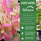 Imperial Thai Delight Bougainvillea with Trellis - Live Plant in a 10 Inch Pot - Beautiful Flowering Climber with Trellis Support