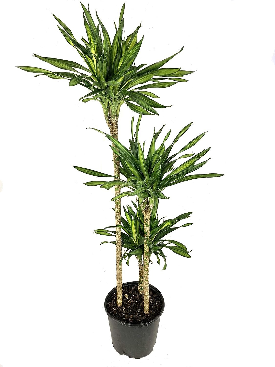 dracaena rikki care Dracaena Rikki Cane - Live Plant in a 10 Inch Pot - Dracaena Deremenis "Rikki"