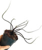 Alocasia - 4 Live Starter Plants in 2 Inch Pots - Alocasia - Florist Quality Air Purifying Indoor Plant - Nature&