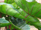 Colocasia Elephant Ear Plant - 4 Live Starter Plants - Colocasia Esculenta - Beautiful Large Leaf Foliage Starter Multipack