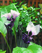 White Bat Flower - Live Plant in a 4 Inch Pot - Not in Bloom When Shipped - Tacca Integrifolia - Extremely Rare and Exotic Flowering Plant