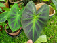 Colocasia Elephant Ear Plant - 4 Live Starter Plants - Colocasia Esculenta - Beautiful Large Leaf Foliage Starter Multipack