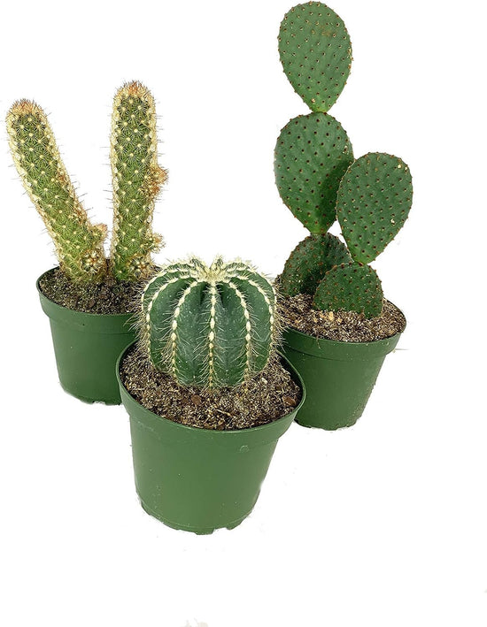 Artisan Grown Cactus Collection – 3 Live Cacti Plants in 4 Inch Pots – Growers Choice - Hand-Picked for Beauty – Perfect Plant Assortment for Indoors or Outdoors
