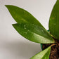 Hoya - Live Plant in a 2 Inch Pot - Indoor Houseplants Straight from The Nursery