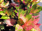 Croton Iceton - Live Plant in a 3 Gallon Pot -Codiaeum Variegatum &