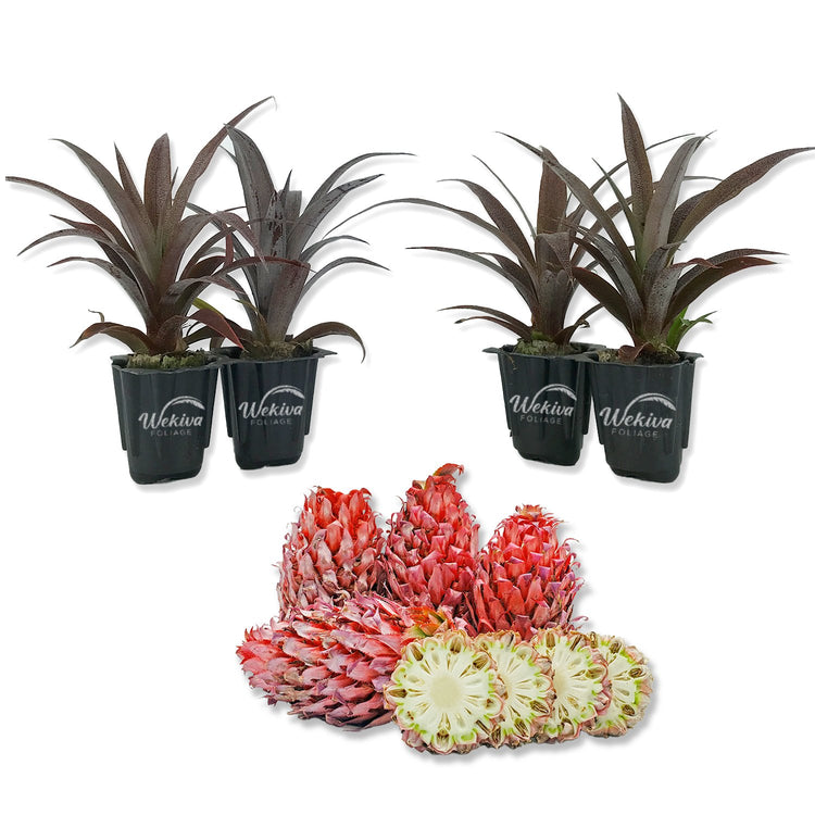 pots for pineapple plants Cathy Ornamental Pineapple Plant