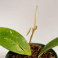 Hoya - Live Plant in a 2 Inch Pot - Indoor Houseplants Straight from The Nursery