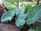 Colocasia Elephant Ear Plant - 4 Live Starter Plants - Colocasia Esculenta - Beautiful Large Leaf Foliage Starter Multipack