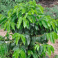 Little Psycho Dwarf Coffee Plant - 4 Live Starter Plants in 2 Inch Pots - Psychotria Nervosa - Beautiful Florida-Native Evergreen Perennial