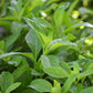 Longevity Spinach - Live Starter Plants - Gynura Procumbens - Grow Your Own Vegetables and Fruit in The Garden or Patio