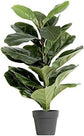 Ficus Tree - Live Starter Plants in 2 Inch Pots - Stunning Easy Care Interior Houseplant