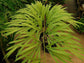 Multipinnate Sago Palm - Live Plant in a 4 Inch Growers Pot - Cycas Debaoensis - Extremely Rare Ornamental Palms of Florida