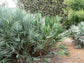 Silver Saw Palmetto - Live Starter Plants in 2 Inch Pots - Serenoa Repens ‘Silver’ - Native Ornamental Palms from Florida