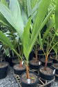Orange Crownshaft Palm Tree - Live Plant in a 10 Inch Pot - Areca Vestiaria - Extremely Rare Ornamental Palms from Florida