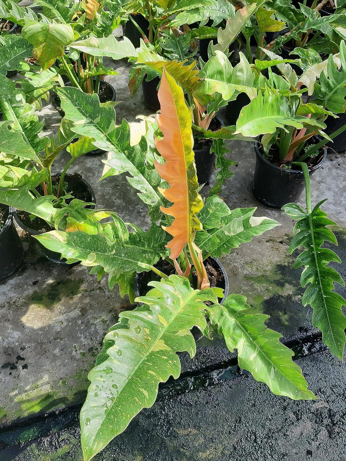 philodendron kaleidoscope Wekiva Foliage Philodendron Ring of Fire - Live Plant in a 4 in. Pot - Philodendron Wendlandii x P. Tortum