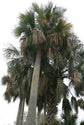 Puerto Rican Hat Palm - Live Plants in 4 Inch Growers Pots - Sabal Causiarum - Rare Ornamental Palms of Florida