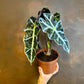 Alocasia - 4 Live Starter Plants in 2 Inch Pots - Alocasia - Florist Quality Air Purifying Indoor Plant - Nature&